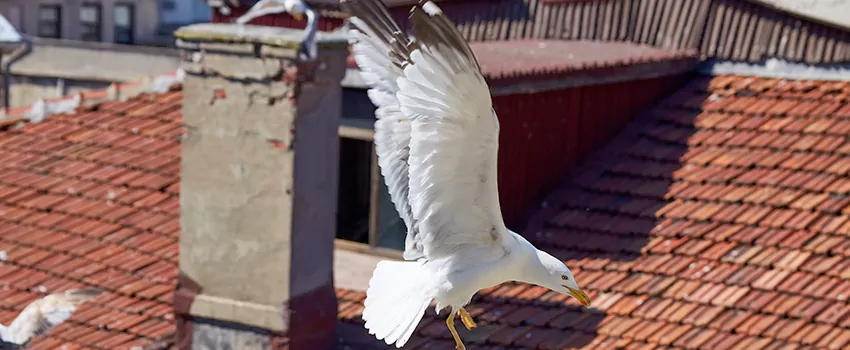 Residential Chimney Animal Removal Solution in Piqua, OH